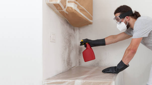 Professional Basement Mold Remediation technician working in Denver, PA