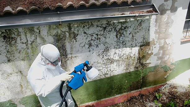 Top rated local Basement Mold Remediation specialists in Denver, PA